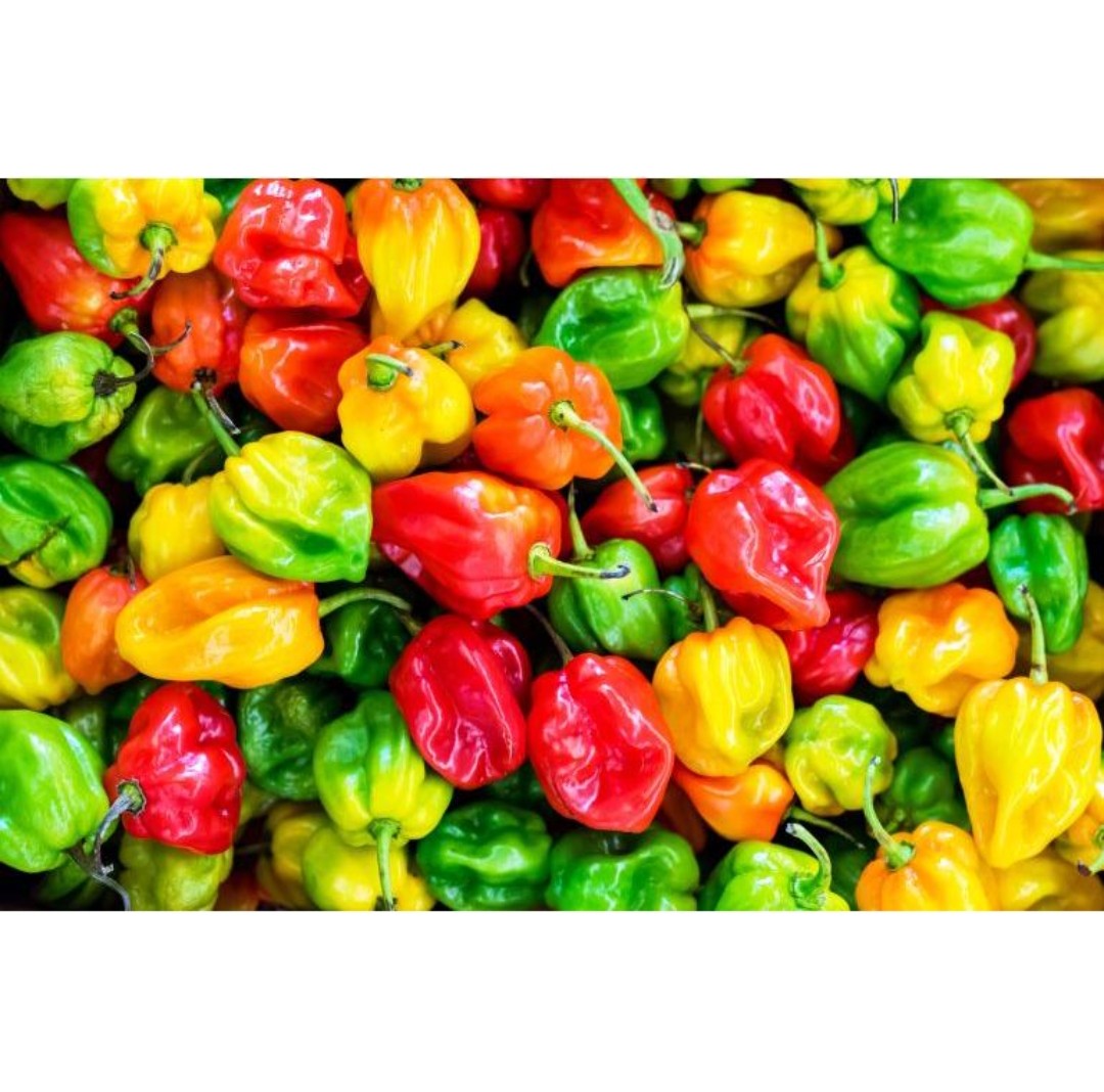 Piment frais