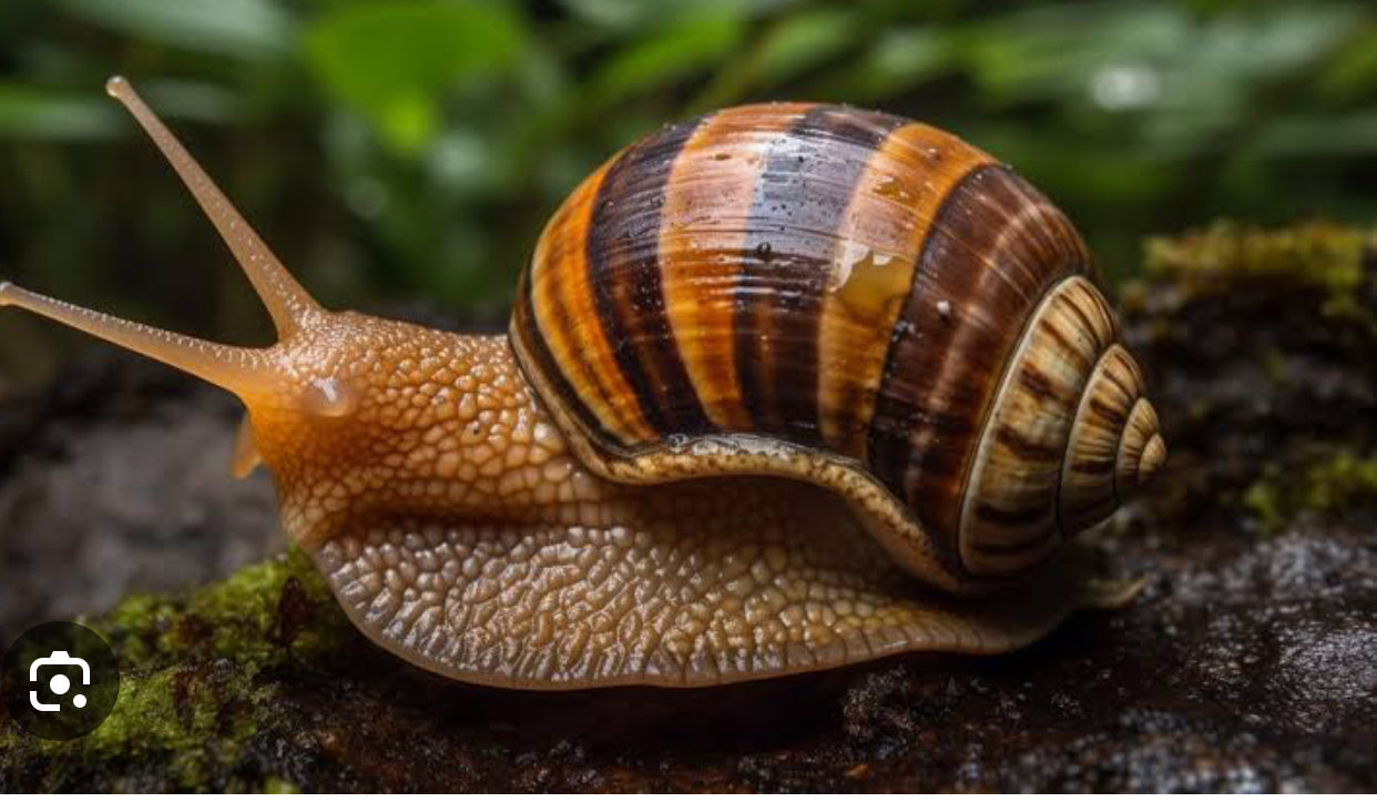Escargot