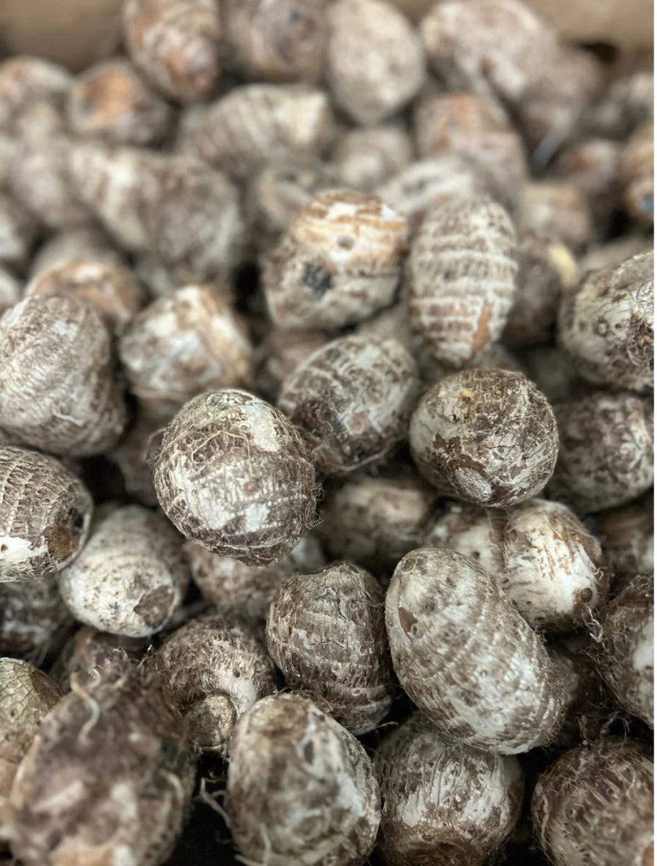 Taro