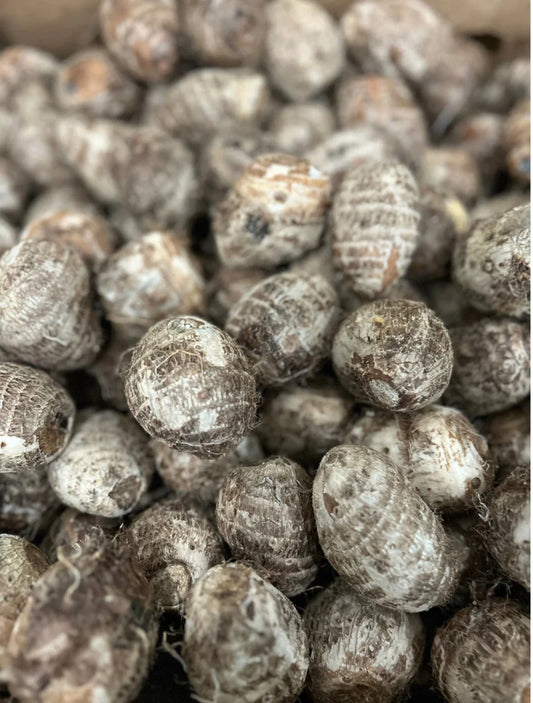 Taro